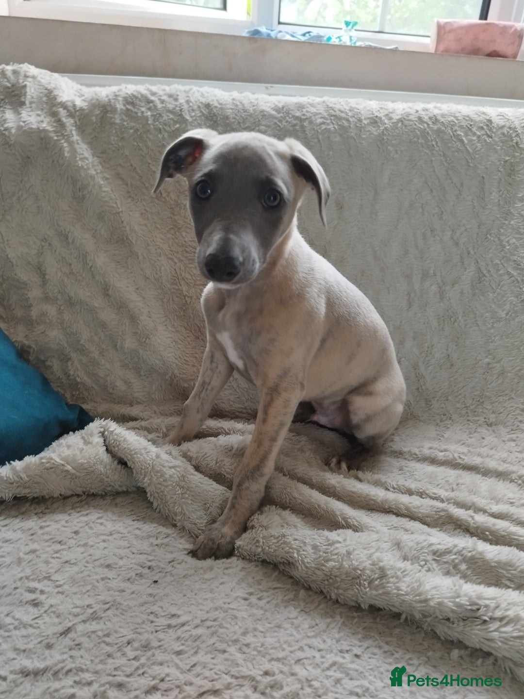 Whippet dogs for sale: Gorgeous blue KC reg whippet pups in Narberth - Image 5