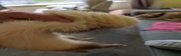 Ferret rodents for sale: Jill ferret for rehoming  in Sheffield - Advert 5