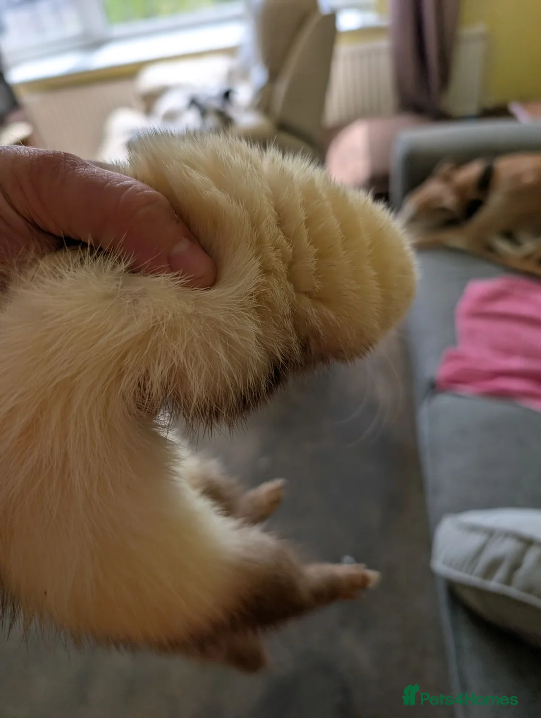Ferret rodents for sale: Jill ferret for rehoming  in Sheffield - Advert 5