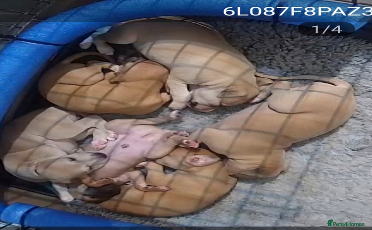 Whippet dogs - Advert 2