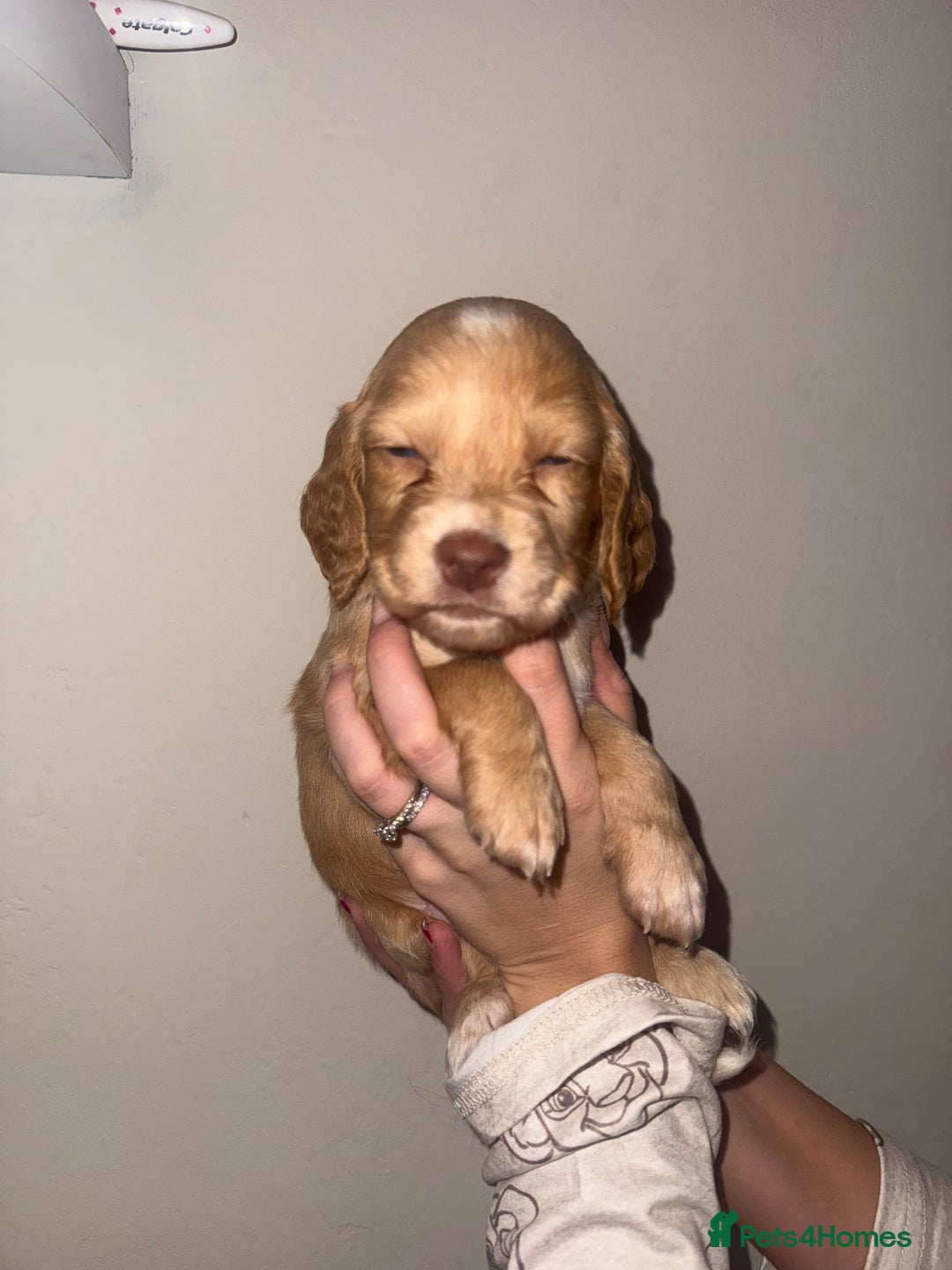 Cocker Spaniel dogs for sale: Beautiful cocker spaniels  - Advert 1