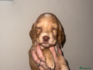 Cocker Spaniel dogs Beautiful cocker spaniels - Advert 11