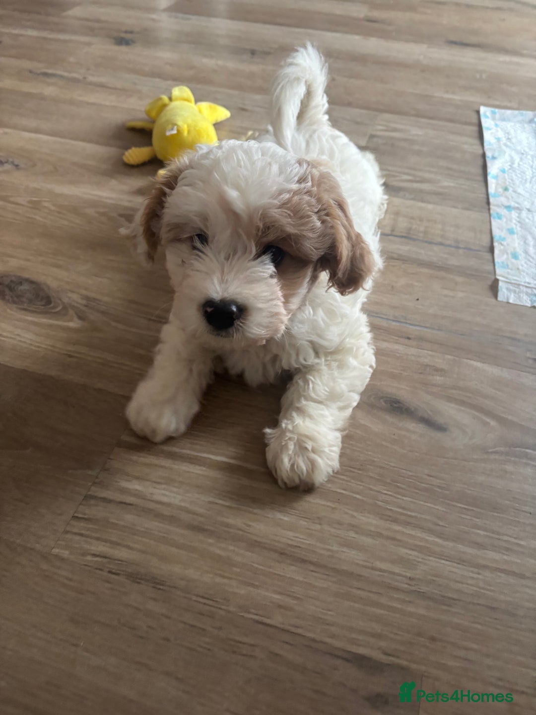 Cavapoochon dogs for sale: Cavapoochon  - Advert 12