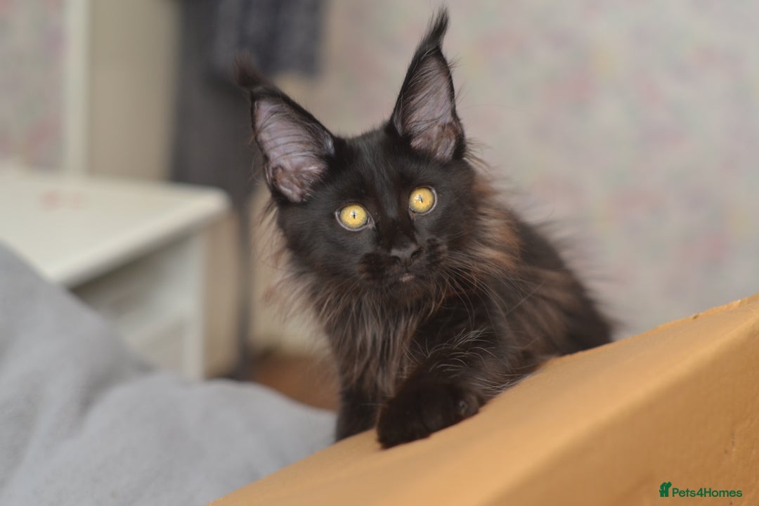 Maine Coon cats for sale: Tica Registered Maine Coon Kittens *ready now* - Image 19