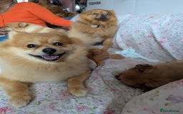 Pomeranian dogs for sale: Cute fluffy Pomeranian Puppies! (Read description) - Image 3