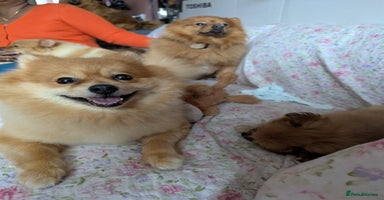 Pomeranian dogs - Advert 8