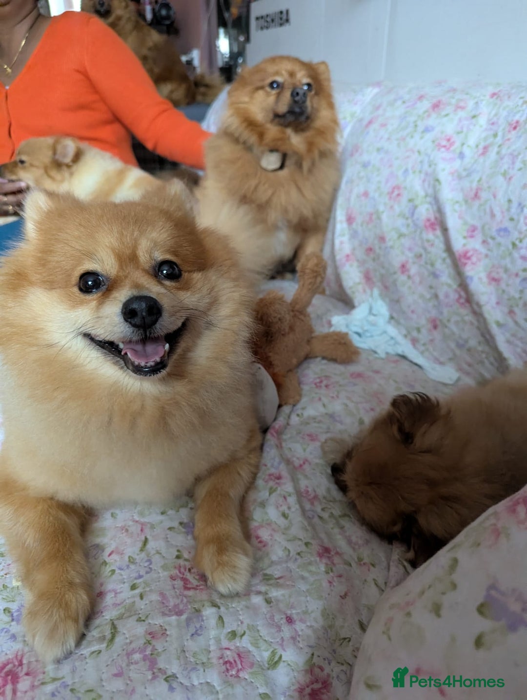 Pomeranian dogs for sale: Cute fluffy Pomeranian Puppies! (Read description) - Image 3