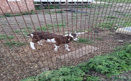 Goats livestock for sale: Ggoats for sale - Image 2