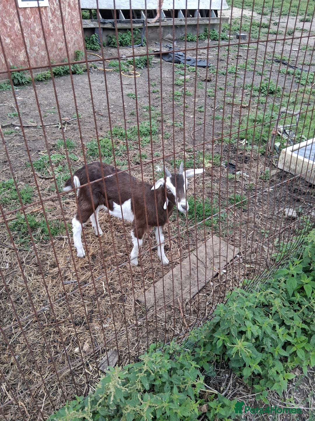 Goats livestock for sale: Ggoats for sale - Image 2