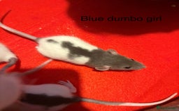 Rat rodents for sale: Baby hooded/variegated/dumbo fancy rats 🩶 - Image 2