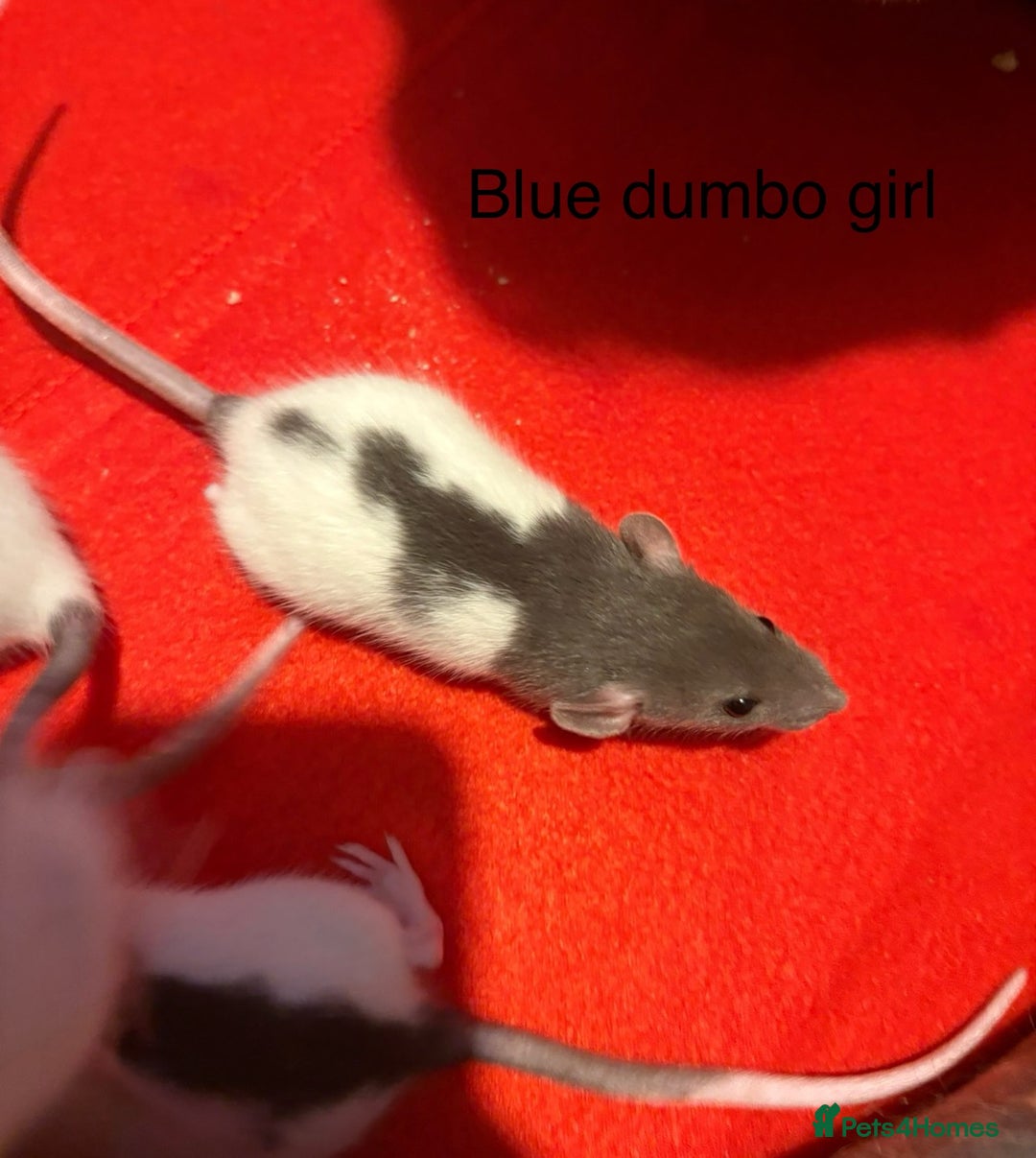 Rat rodents for sale: Baby hooded/variegated/dumbo fancy rats 🩶 - Image 2