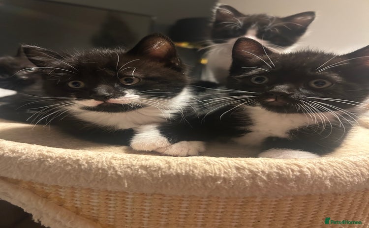 Domestic Shorthair cats - Advert 1