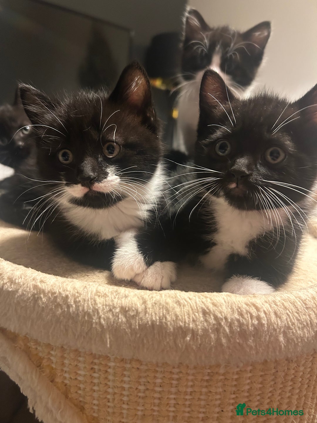 Domestic Shorthair cats for sale: Domestic short hair  - Image 1