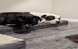 Mixed Breed dogs for sale: Male and Female dogs for re-home. - Image 3