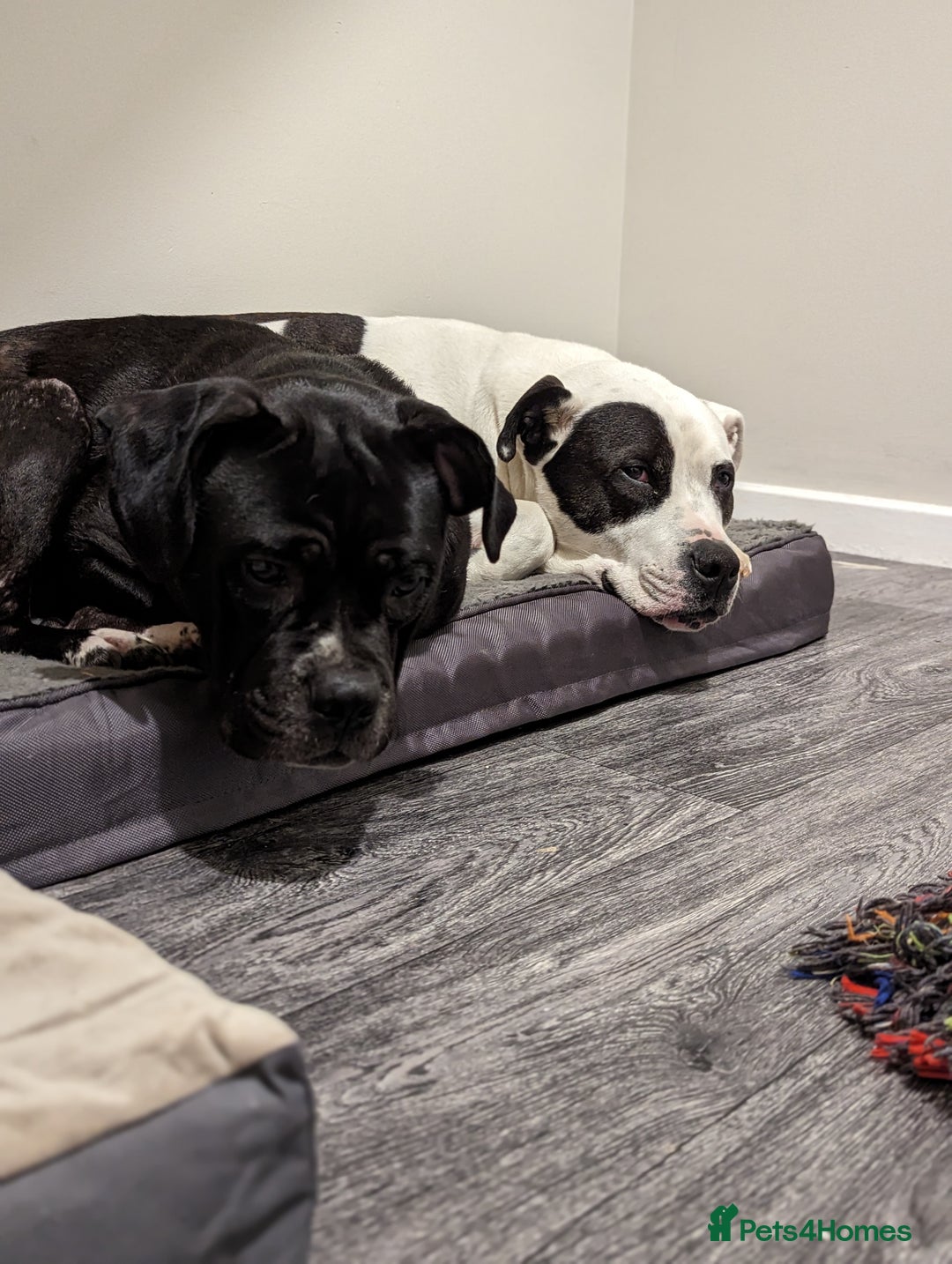 Mixed Breed dogs for sale: Male and Female dogs for re-home. - Image 3
