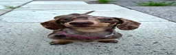 Miniature Dachshund dogs for sale: Male Mini Dachshunds  - Advert 6