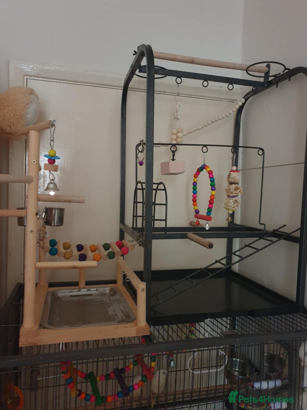 Budgerigars birds for sale: Beautiful hand reared baby budgies  - Advert 11