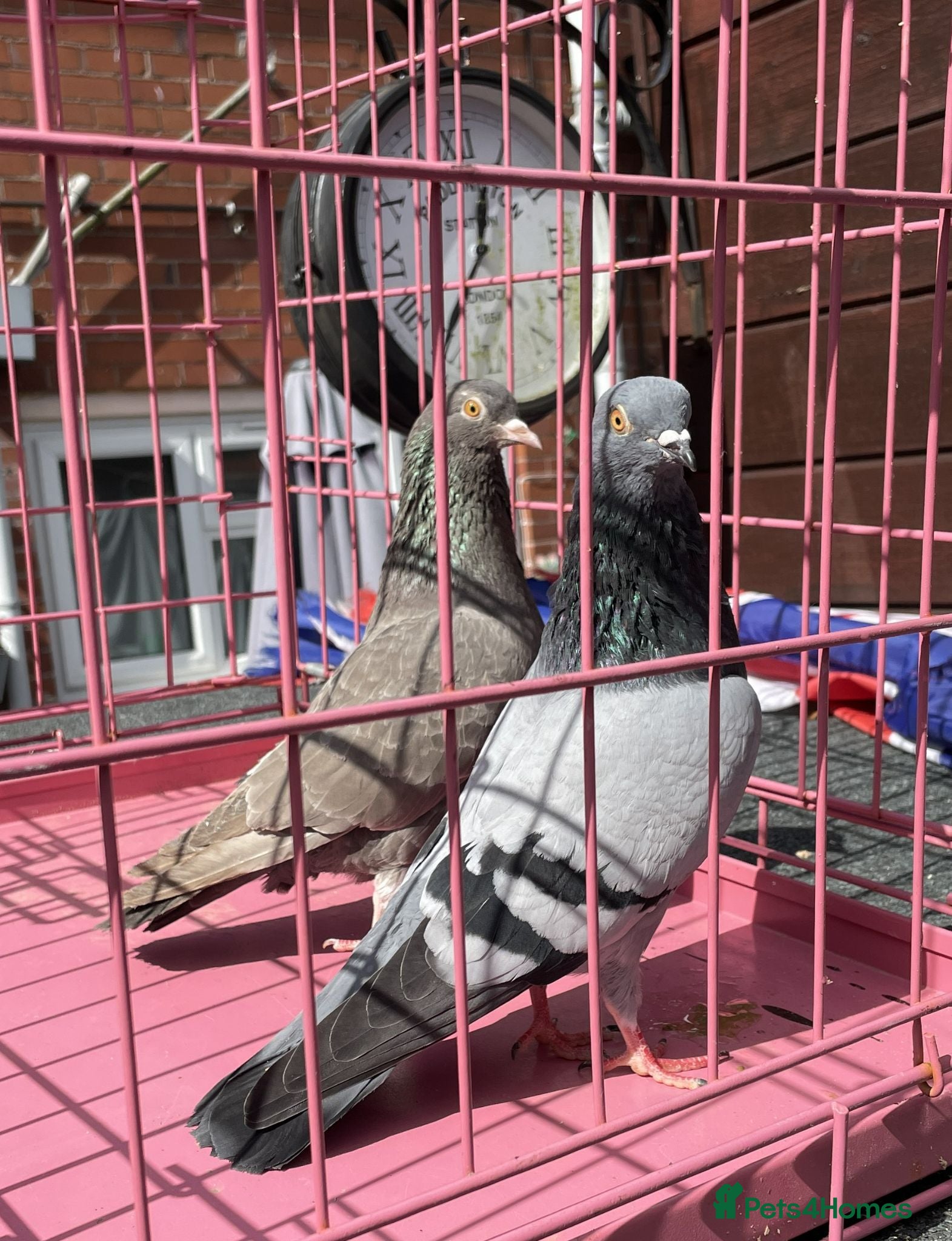 Pigeons birds Tumbler pigeons for sale - Advert 12