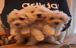 Bichon Frise dogs for sale: Lovely Bichon Maltese pups - Advert 1