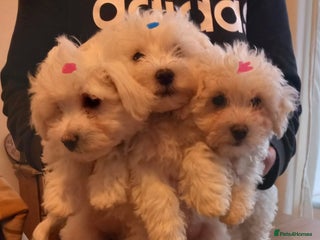 Bichon Frise dogs Lovely Bichon Frise pups - Advert 2