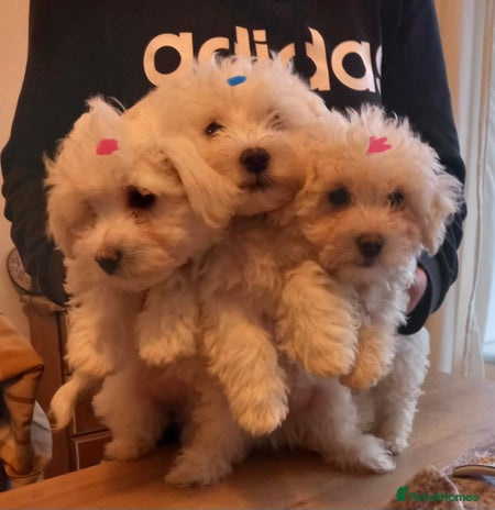 Bichon Frise dogs Lovely Bichon Maltese pups - Advert 1
