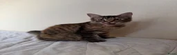 Mixed Breed cats for sale: 4 adorable kittens for sale - Advert 19