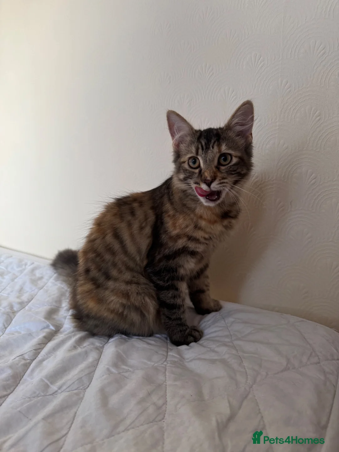 Mixed Breed cats for sale: 4 adorable kittens for sale - Advert 19