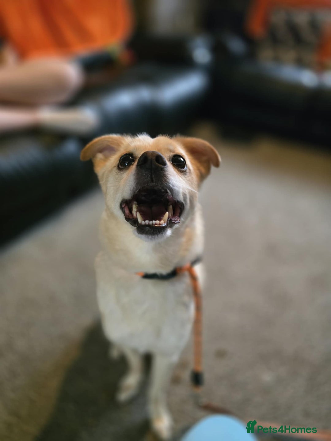 Mixed Breed dogs for adoption: 🍉Pipin🍉 for adoption, fostered in GLASGOW - Image 9