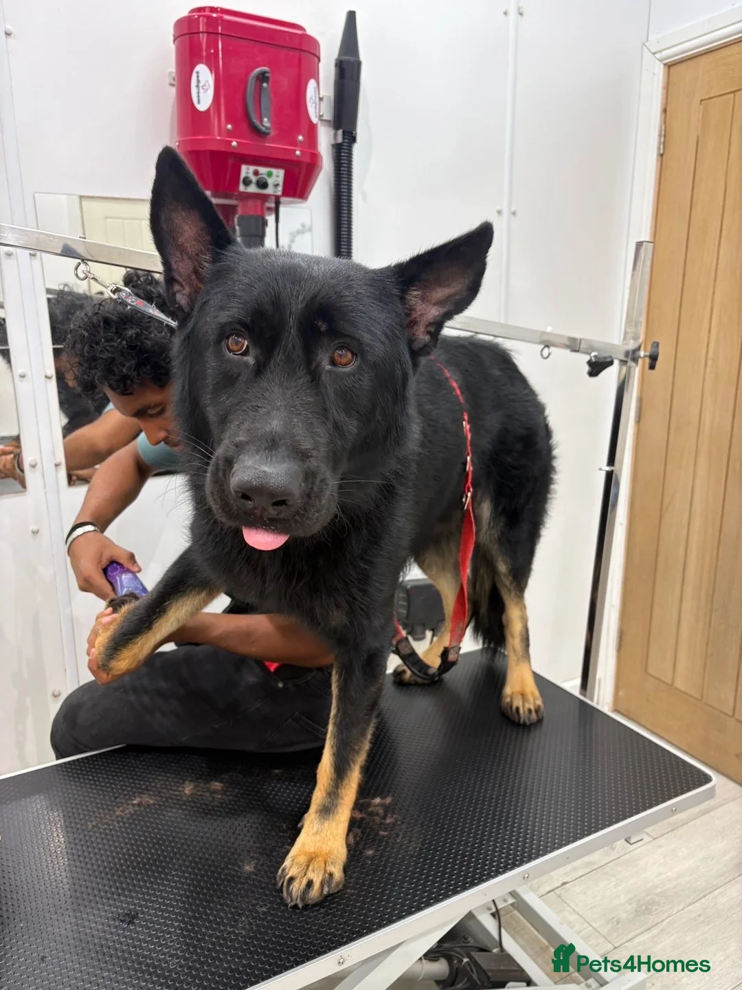 German Shepherd dogs for sale: Bruno  in Crawley - Advert 2