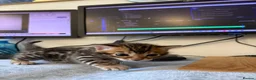 Bengal cats for sale: Stunning Bengal Kittens in London - Advert 7