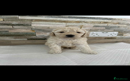 Labradoodle dogs for sale: Labradoodle puppies looking for their forever home - Image 3