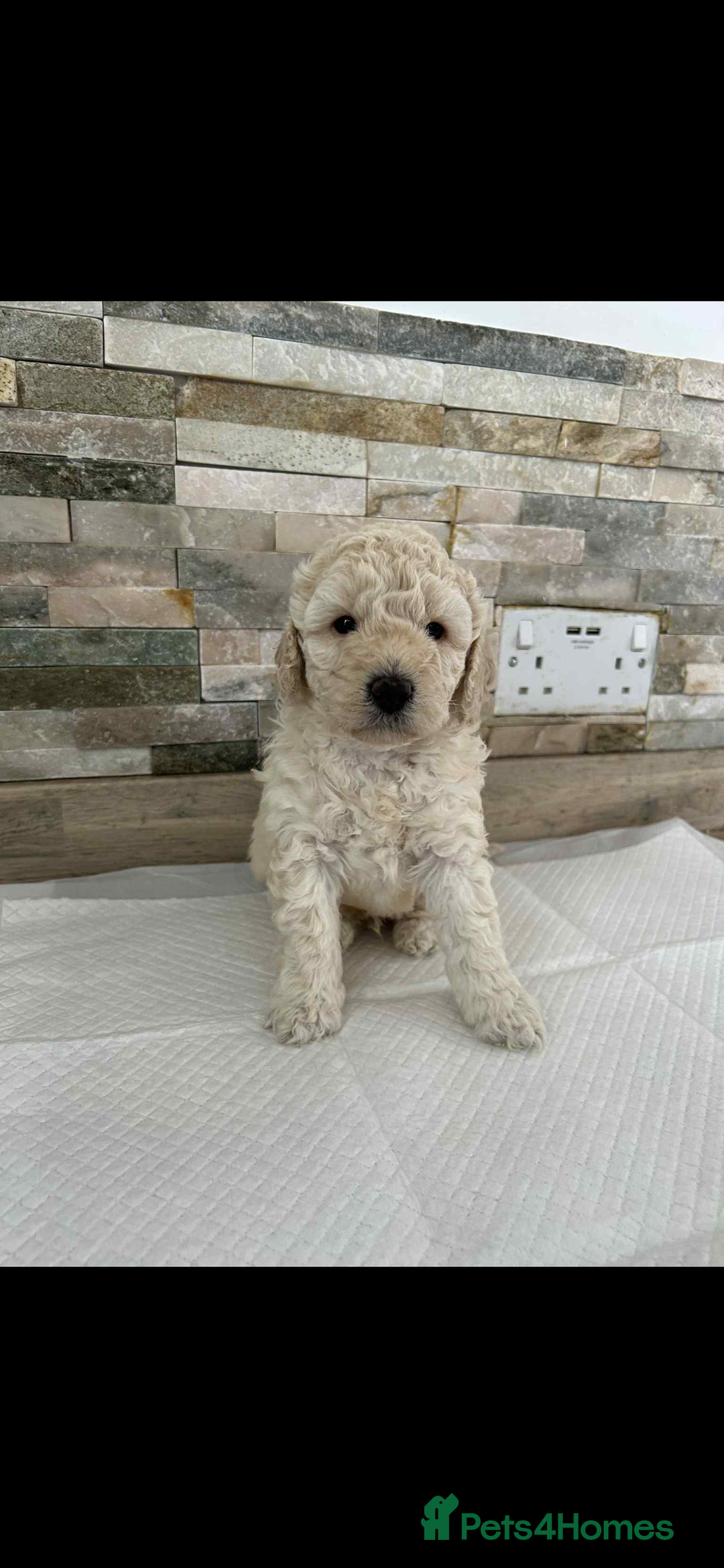 Labradoodle dogs for sale: Labradoodle puppies looking for their forever home - Image 3