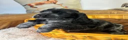 Cocker Spaniel dogs for sale: super Quality True To Type KC - Advert 11