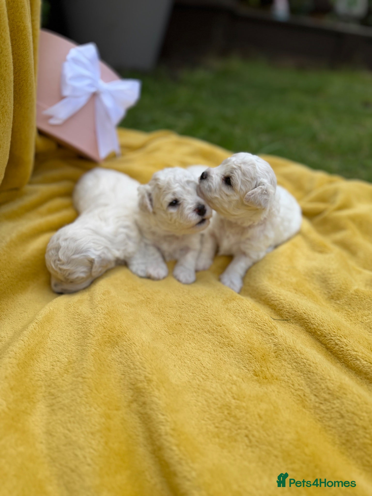 Bichon Frise dogs ⭐️Gorgeous Bichon Frise Puppies Available ⭐️ - Advert 2