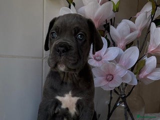 Mixed Breed dogs - Advert 10