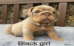 English Bulldog dogs for sale: Beautiful KC lilac & tan English bulldog puppies - Image 33