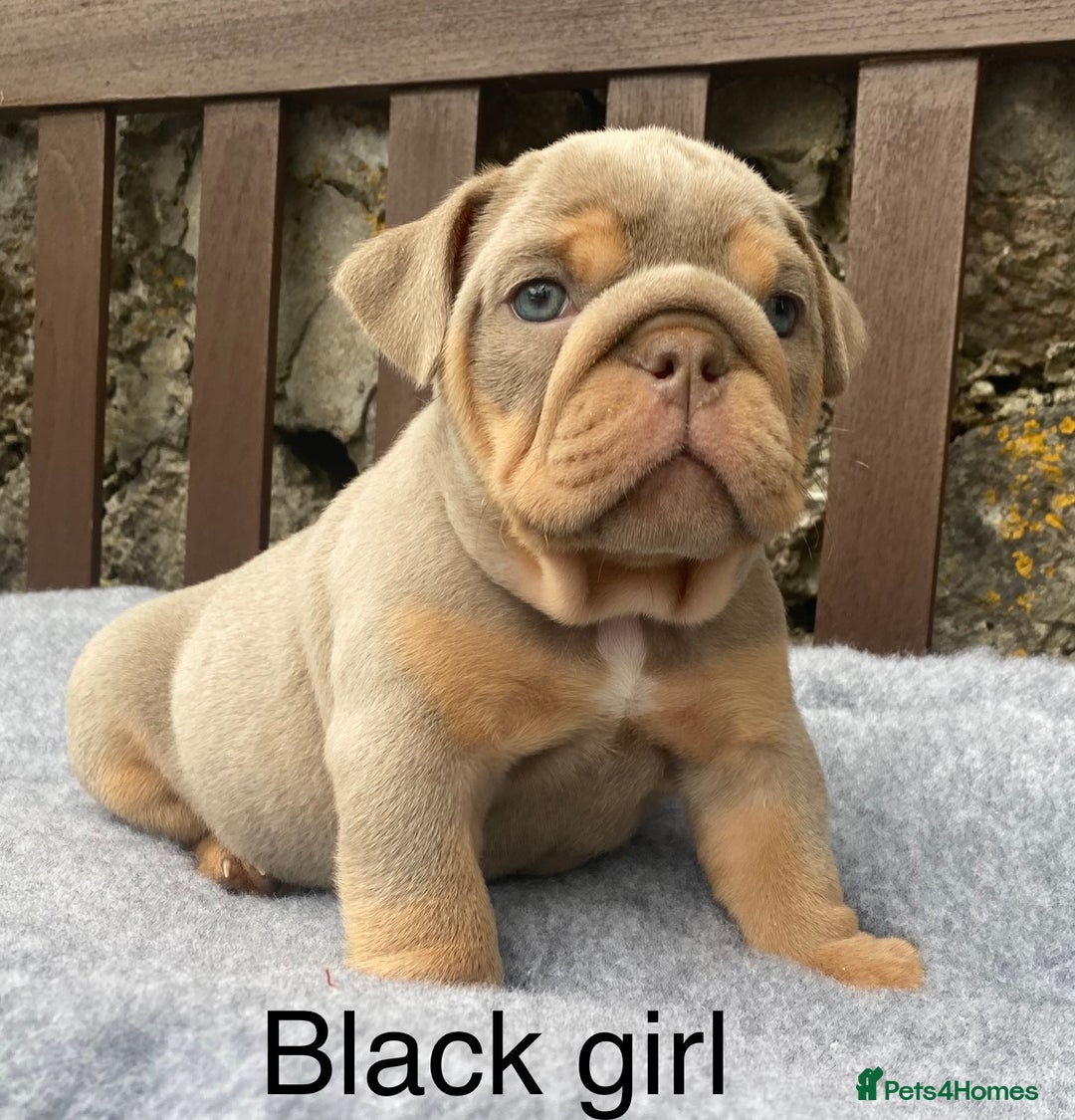 English Bulldog dogs for sale: Beautiful KC lilac & tan English bulldog puppies - Image 33