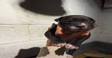 Staffordshire Bull Terrier dogs - Advert 13