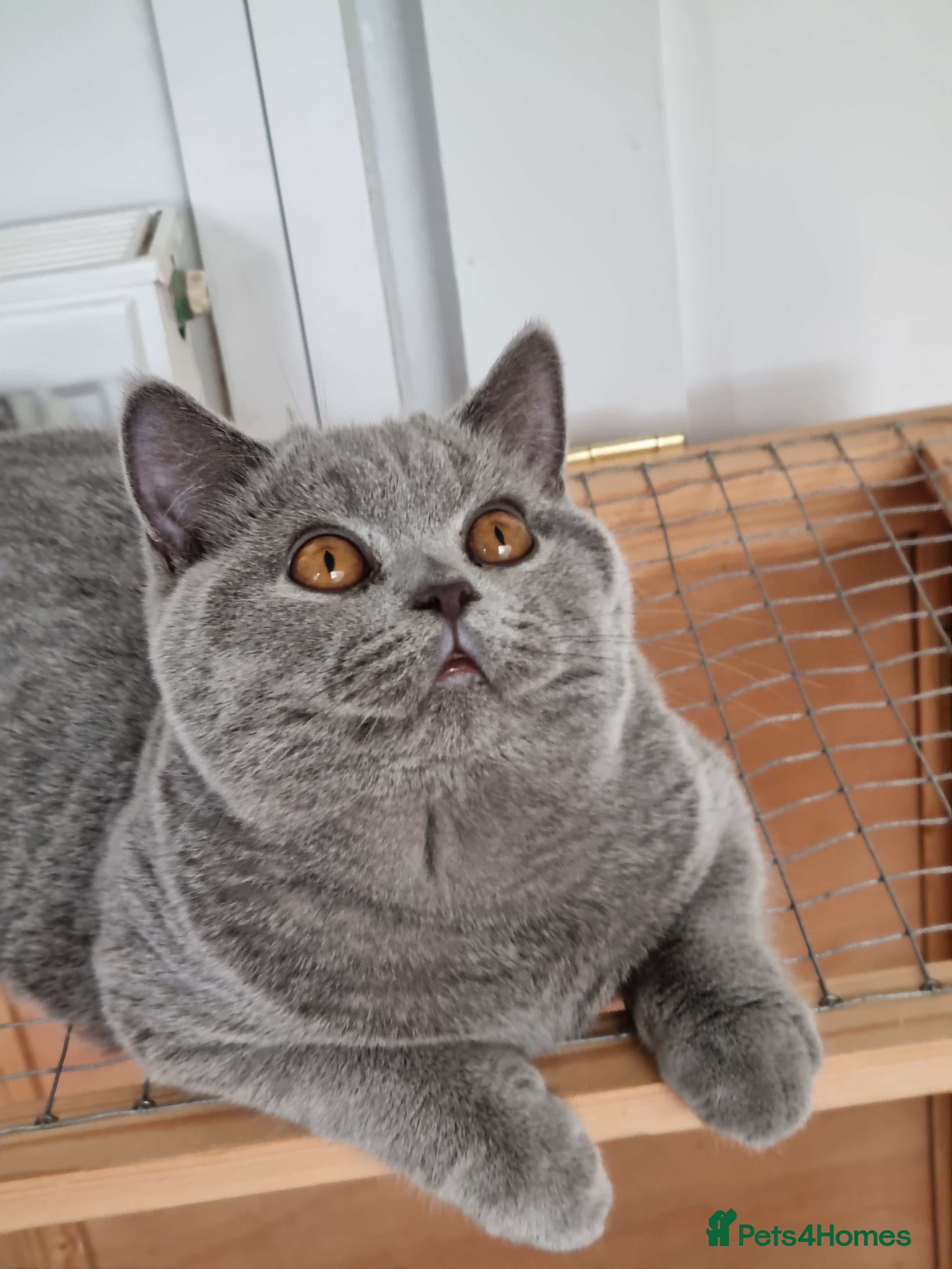 British Shorthair cats Sweet affectionate happy British Shorthair.  - Advert 5