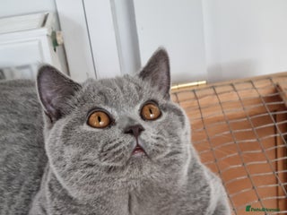 British Shorthair cats Sweet affectionate happy British Shorthair. - Advert 15
