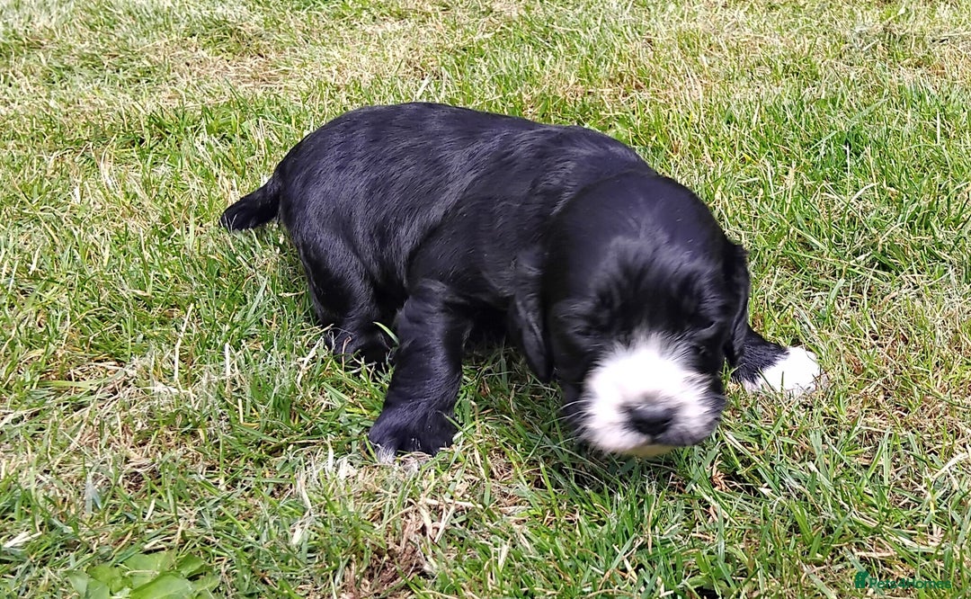Cocker Spaniel dogs for sale: KC registered working cocker spaniel puppies. - Image 21