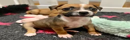 Staffordshire Bull Terrier dogs for sale: Staffordshire bull terrier puppies 🐾 - Advert 2