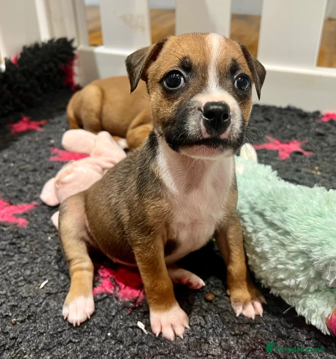 Staffordshire Bull Terrier dogs for sale: Staffordshire bull terrier puppies 🐾 - Advert 2