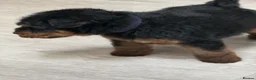 Welsh Terrier dogs for sale: Beautiful Welsh terrier puppies  - Advert 26
