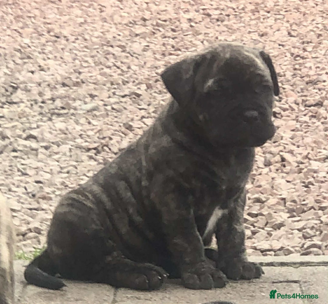 Mastiff dogs for sale: Boerboel x pressa - Image 9