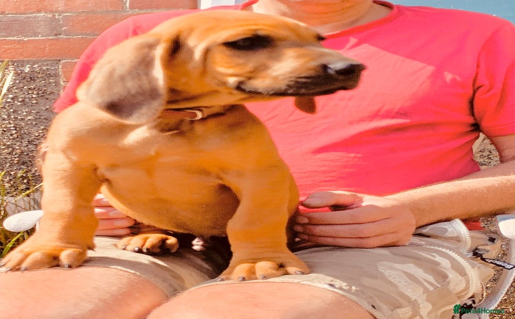 Rhodesian Ridgeback dogs in Pwllheli - Advert 4