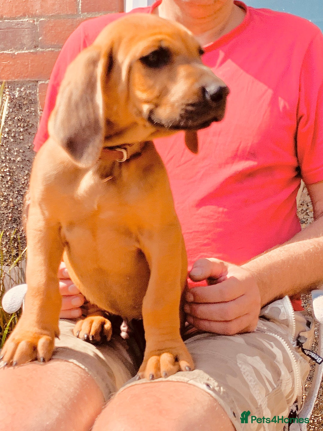 Rhodesian Ridgeback dogs for sale: Lovely Red Wheaten FULLY health tested parents in Pwllheli - Image 1