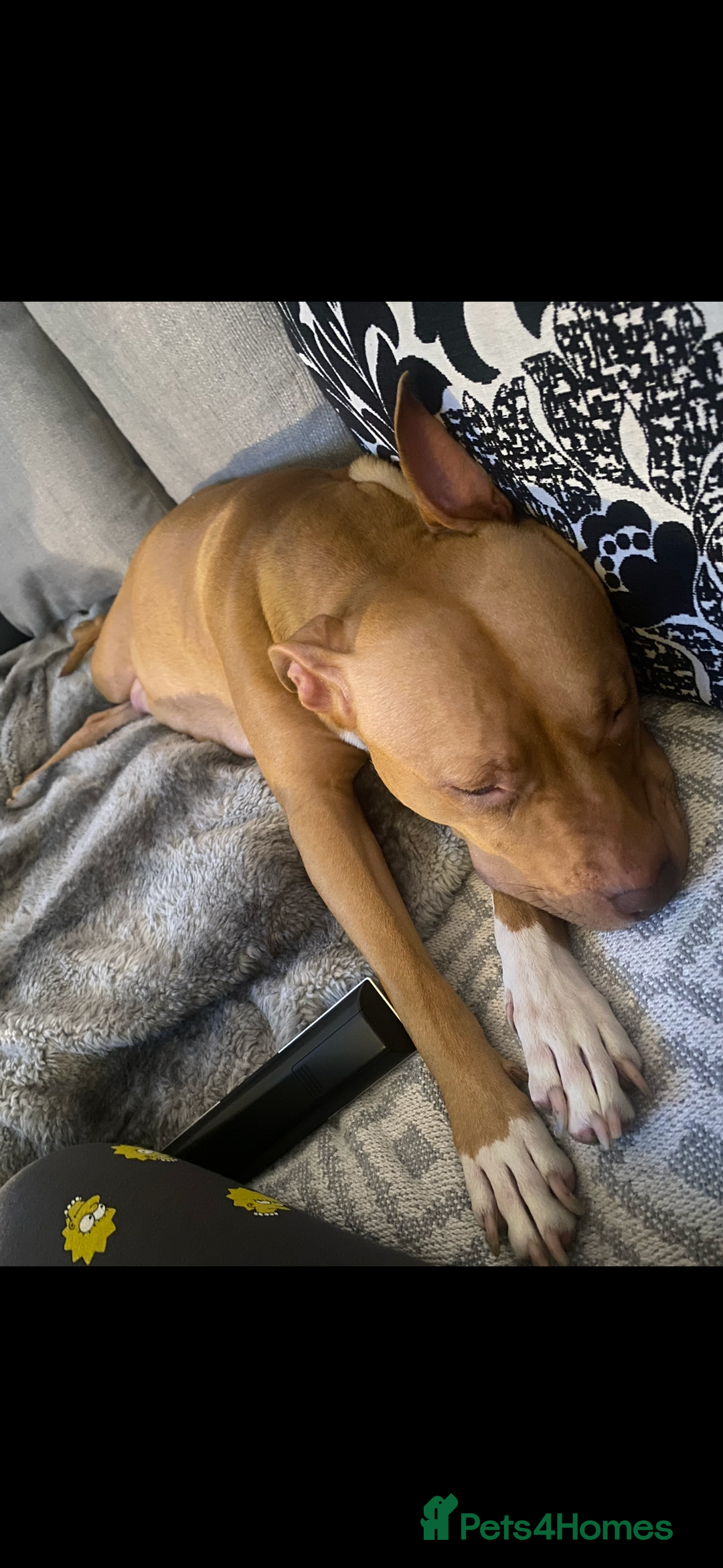 Staffordshire Bull Terrier dogs for sale: Beautiful dog - Image 6