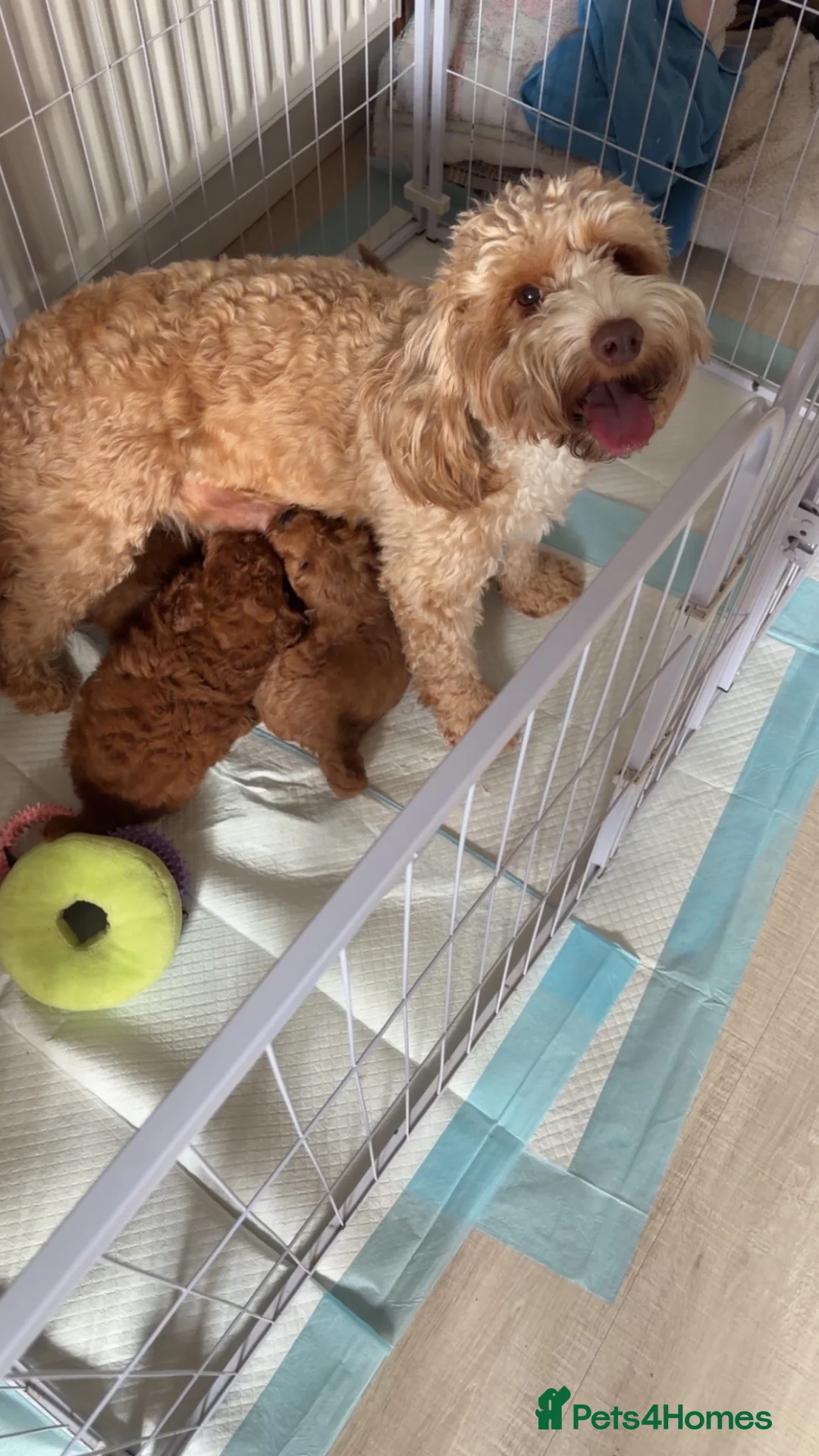 Cockapoo dogs for sale: Tiny F1b Cockapoo Puppies ‼️1 boy , 1 girl ‼️ - Advert 2