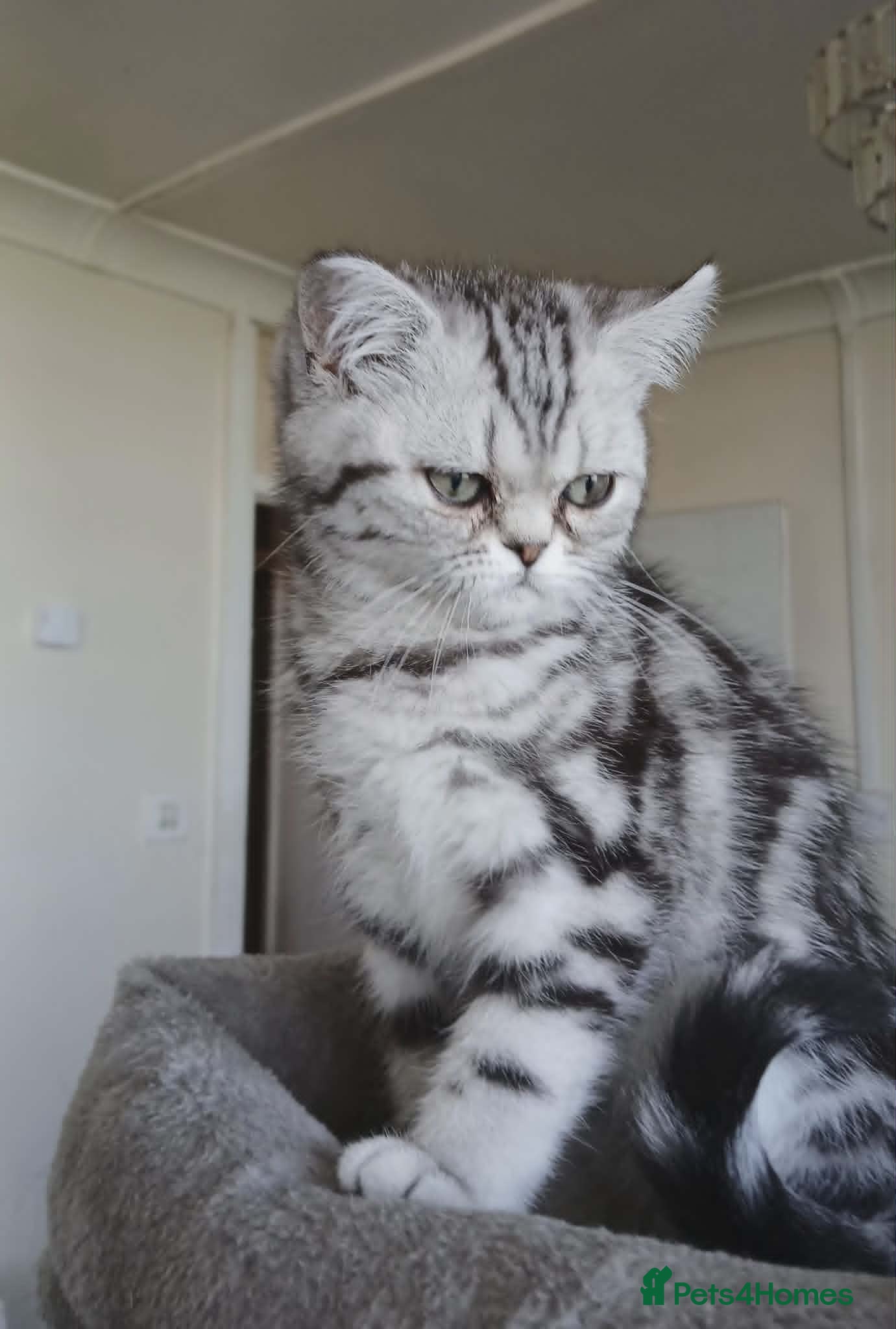 British Shorthair cats Bsh.Silver Classic  Tabby. GCCF. - Advert 4